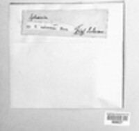 Jackrogersella cohaerens image
